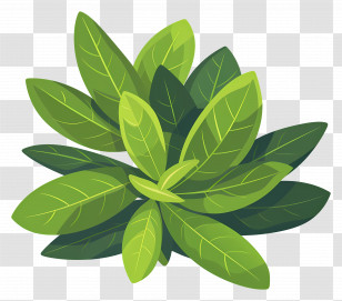 Bay Leaf - Illustration Of Green Fresh Leaves For Nature Concept Transparent PNG