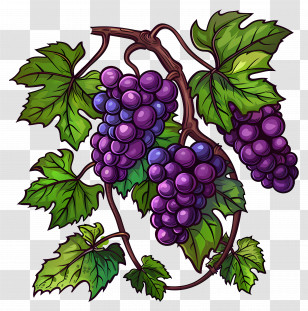 Grape Vine - Purple Grapes With Green Leaves Illustration Transparent PNG