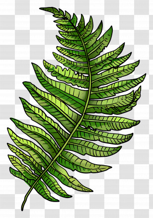 Fern Leaf - Illustrated Fern Leaf Design Transparent PNG