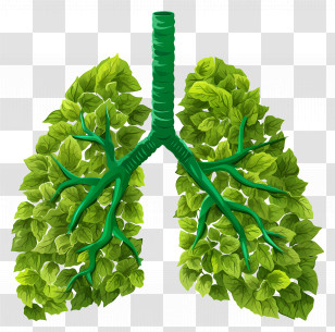 National Pollution Prevention Day - Lungs Created With Green Leaves To Symbolize Nature Transparent PNG