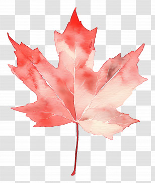 Autumn Maple Leaf - Red Maple Leaf Watercolor Illustration Transparent PNG