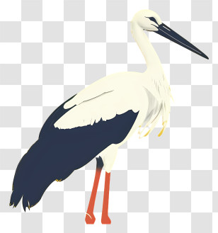 White Stork - Illustration Of A Stork Bird Transparent PNG