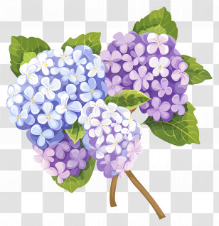 Hydrangea Flowers - Blue And Purple Hydrangea Flower Bouquet Transparent PNG