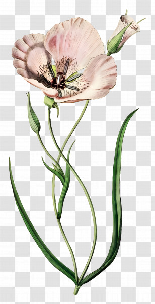 Vintage Flowers - Pink Poppy Flower Botanical Illustration Transparent PNG