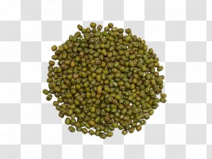 Mung Bean Lentil Vegetarian Cuisine Legume Food - Tree - Soja Transparent PNG