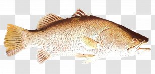 Northern Red Snapper Tilapia Barramundi Fish Products Perch - Sole Transparent PNG