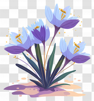 Crocus Flowers - Purple Flowers Blooming Illustration Transparent PNG