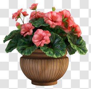 Begonia - Hibiscus Flowers In A Wooden Pot Transparent PNG