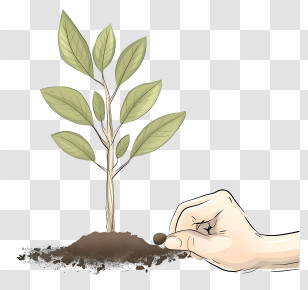 Sketch Line Planting Tree - Planting Seeds And Young Sprout Growing Transparent PNG