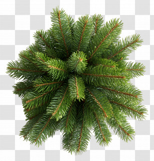 Tree Top View - Pine Tree Branches For Holiday Decorations Transparent PNG