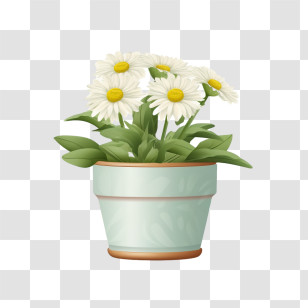 Transvaal Daisy Flower
 - Potted Daisies Transparent PNG