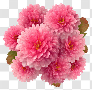 Pink Flowers Art - Beautiful Pink Flowers Arrangement Transparent PNG