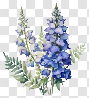 Delphinium Flower Art - Beautiful Blue Delphinium Flower Illustration Transparent PNG