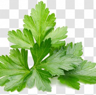 Organic Food Vegetable Salsa Verde Herb - Dipping Sauce Transparent PNG