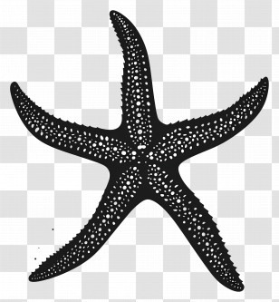 Starfish Silhouette - Black Starfish Illustration Transparent PNG