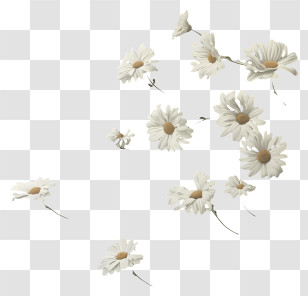 Flying Flowers - Beautiful White Daisies Floating In The Air Transparent PNG