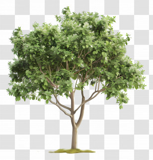 Animated Tree - Lush Green Tree In Natural Background Transparent PNG