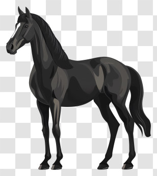 Black Horse - Graceful Black Horse Illustration Transparent PNG