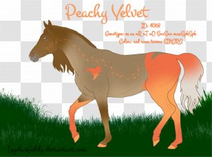 Mane Foal Stallion Colt Mustang - Bridle Transparent PNG