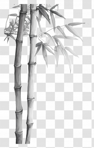 Bamboo - Bamboo Stalks Illustration Transparent PNG