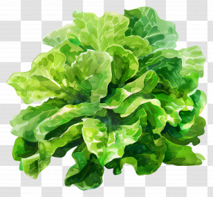 Green Salad - Fresh Green Lettuce Illustration Transparent PNG