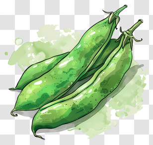Broad Beans - Illustration Of Green Pea Pods Transparent PNG