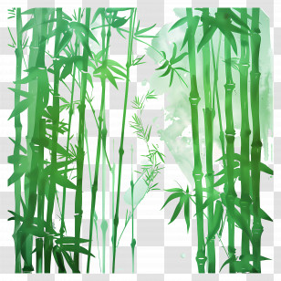 Bamboo Forest - Green Bamboo Stalks Illustration Transparent PNG