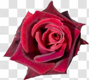 Rose Desktop Wallpaper Red Flower Pink - Family Transparent PNG