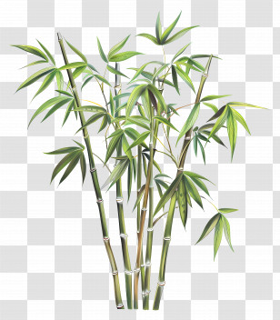 Bamboo Plant - Illustration Of Bamboo Stalks Transparent PNG