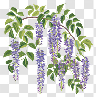 Wisteria Vine - Illustration Of Purple Wisteria Vine Transparent PNG