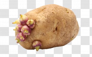 Potato Cake Mashed Champ French Fries - And Tomato Genus Transparent PNG