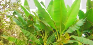 Musa Basjoo Leaf Banana Ravenala Plant Stem - Sunshine Leaves Transparent PNG