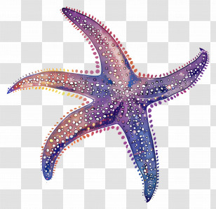 Starfish Silhouette - Colorful Starfish Illustration In Artistic Style Transparent PNG