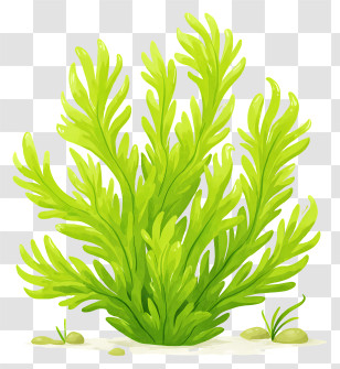 Irish Moss Algae - Lush Green Seaweed Transparent PNG