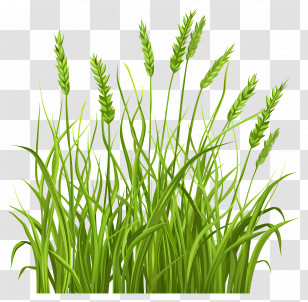 Grass - Green Grass Blades Transparent PNG