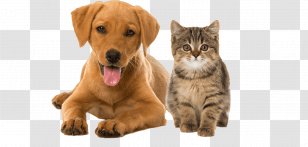 Puppy Kitten Bichon Frise Cat Pomeranian Transparent PNG