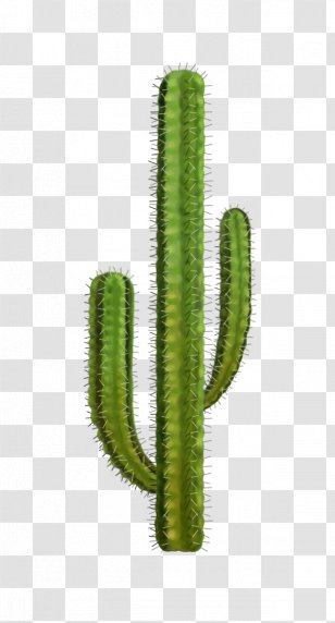 Cactaceae Clip Art - Cactus Transparent PNG