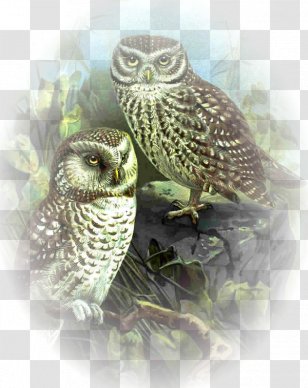 Great Grey Owl Clip Art - Bird Of Prey Transparent PNG