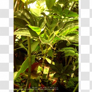 Amorphophallus Bulbifer Konjac Plant Leaf - Sowing Transparent PNG