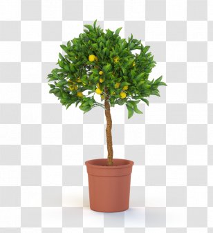 Plants, Plants And More Green Blooming Houseplant Flower - Flowerpot - Plant Transparent PNG