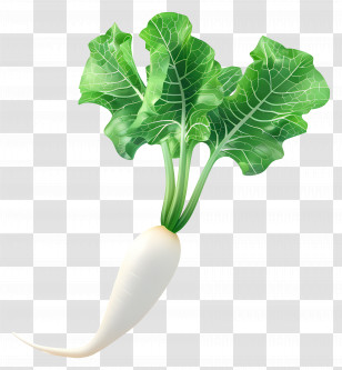 Daikon Radish - White Radish With Green Leaves Transparent PNG