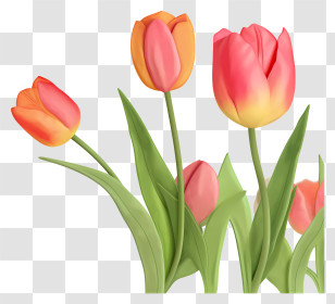 Flower Field - Colorful Tulip Flowers Illustration Transparent PNG