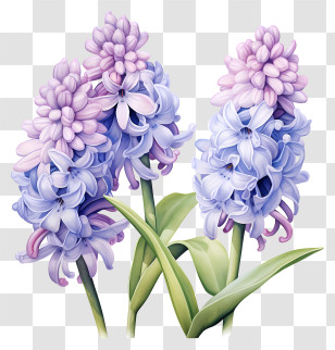Painting - Purple Hyacinth Flowers In Full Bloom Transparent PNG