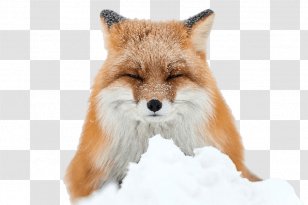 Arctic Fox Red Winter Transparent PNG