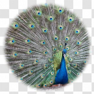 Bird Asiatic Peafowl Pavo Feather Stock Photography Transparent PNG