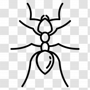 Ant - Minimalist Ant Line Drawing Transparent PNG