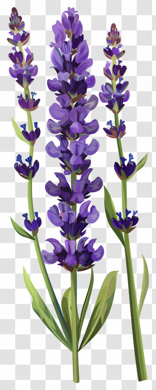 Lavender Flower - Lavender Flowers Botanical Illustration Transparent PNG