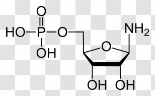 Phosphoribosyl Pyrophosphate Phosphoribosylamine Amidophosphoribosyltransferase Ribose-phosphate Diphosphokinase - Black And White Transparent PNG