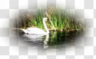Duck Mute Swan Desktop Wallpaper Laptop Bird Transparent PNG