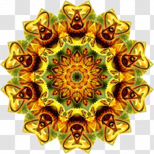 Art Forms In Nature Symmetry Visual Arts Pattern Lizard - Wedges Transparent PNG